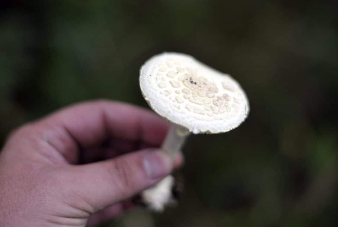 Varo näitä sieniä metsässä | Verkkouutiset