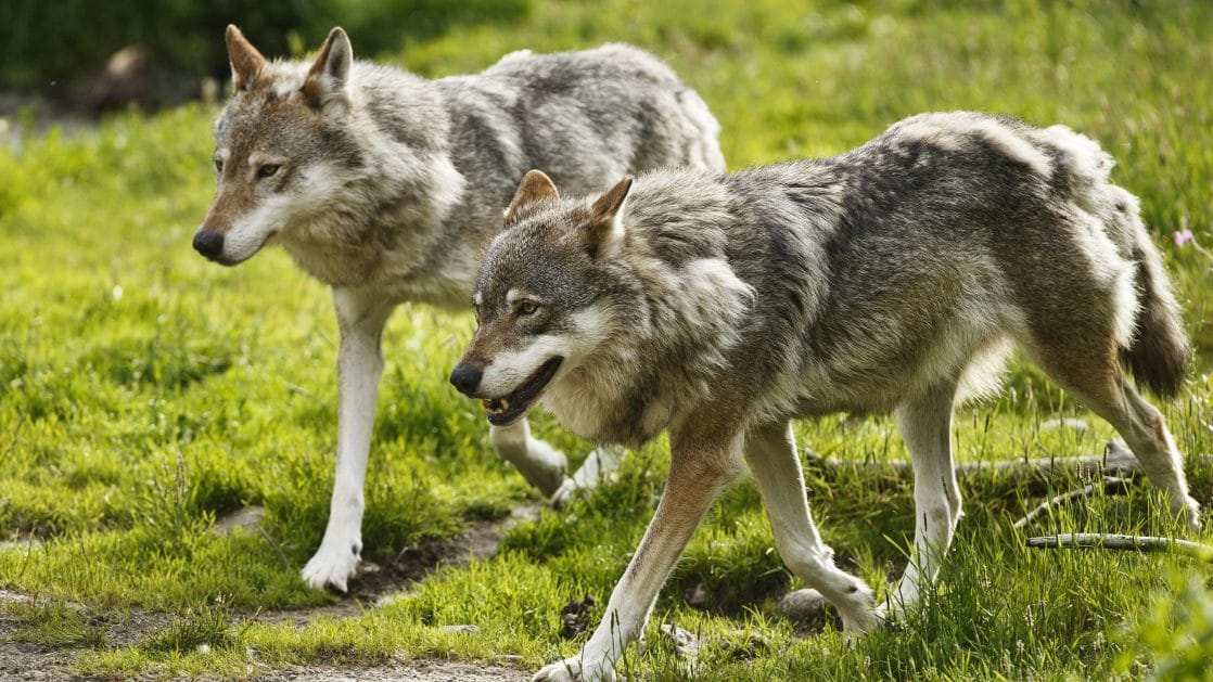 Kansalaisaloite Susien Metsastyksesta Eduskunnalle Verkkouutiset Fi