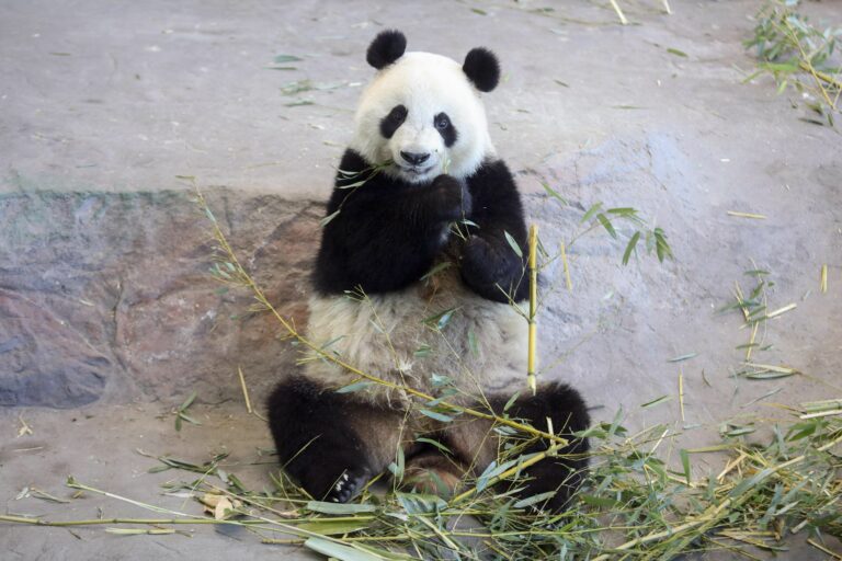 The official opening of the Ähtäri Zoo Snowpanda Resort