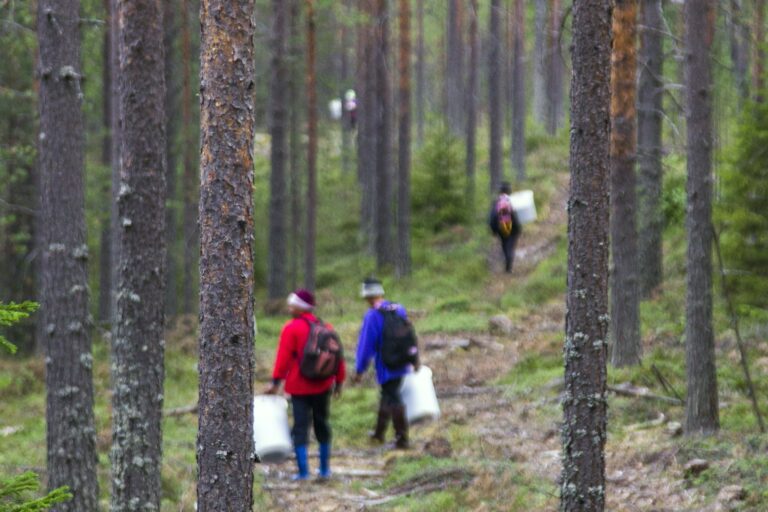 Thaimaalaiset marjanpoimijat Kainuussa