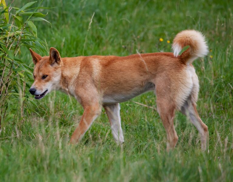 fraser-island-dingo-g677f07e49_1280