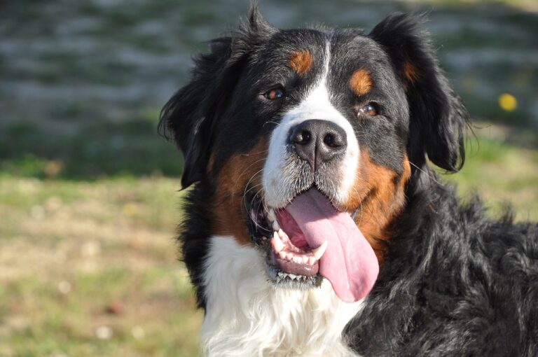 bernese-mountain-dog-1205918_1280