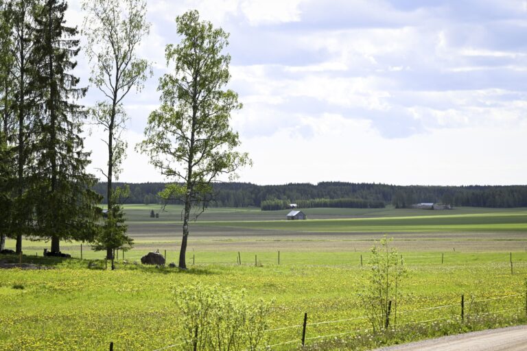 Luonnonlaidunnusta Arvilan kyyttötilalla