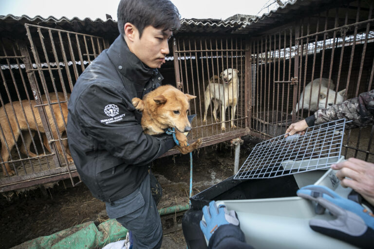 South Korea Dog Meat Farm 18 Rescue