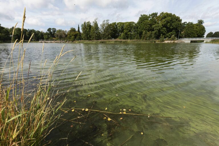 Mikä on sinilevien tilanne vesistöissä? Tänään jälleen leväkatsausta luvassa