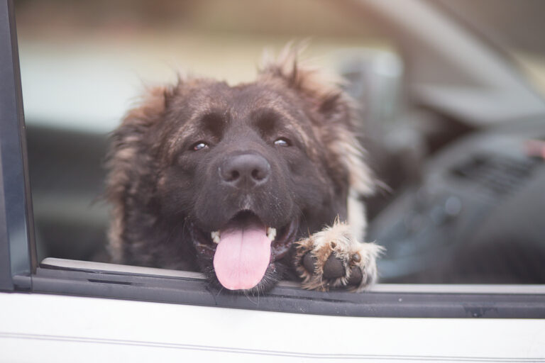 Dog_In_Car_Stock_(33999631558)