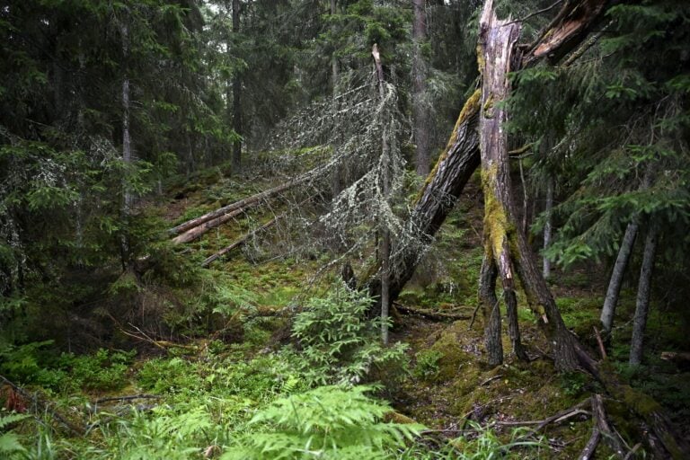 Kesäaamu Kirkkonummella