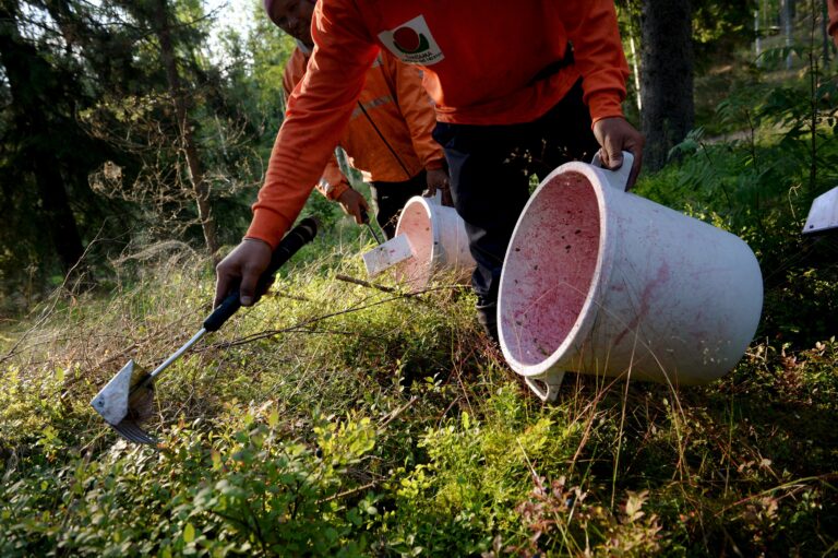 Miten sujuu thaipoimijoiden työ sateisessa ja koleassa suomalaismetsässä