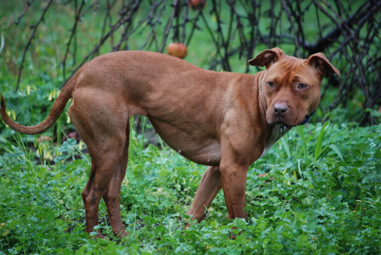 007_American_Pit_Bull_Terrier