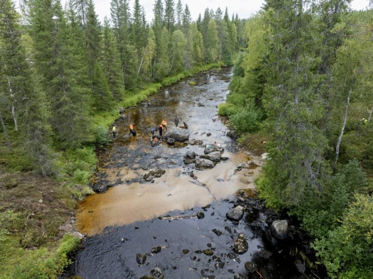 Mitä uutta tulee ilmi Suomussalmella yliajettujen raakkujen tilanteesta?