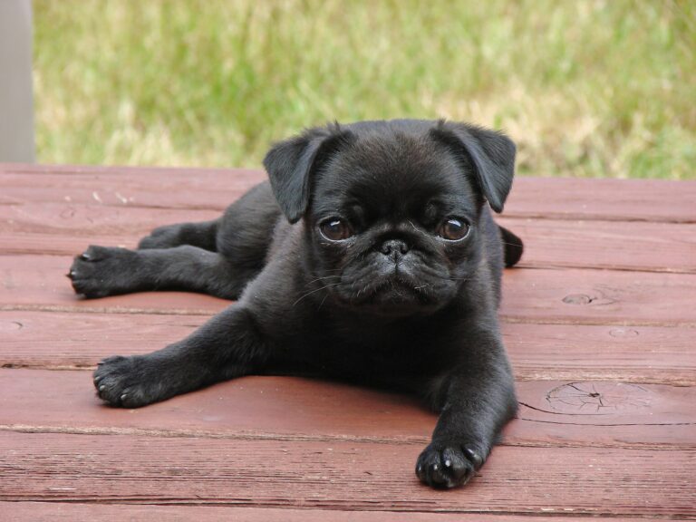 Alert_Pug_Puppy