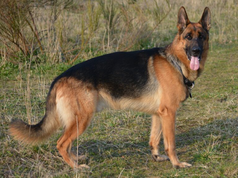 German-shepherd-4040871920