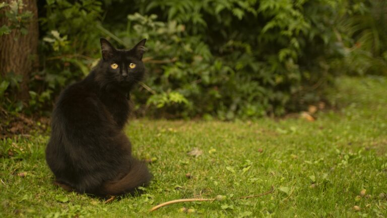 black-cat-5139322_1920