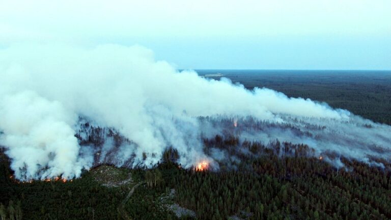 Metsäpalo