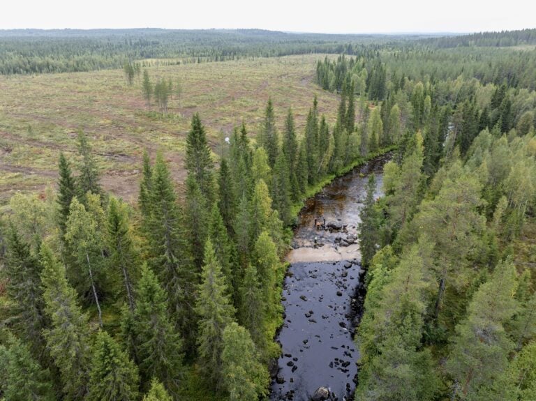 Mitä uutta tulee ilmi Suomussalmella yliajettujen raakkujen tilanteesta?