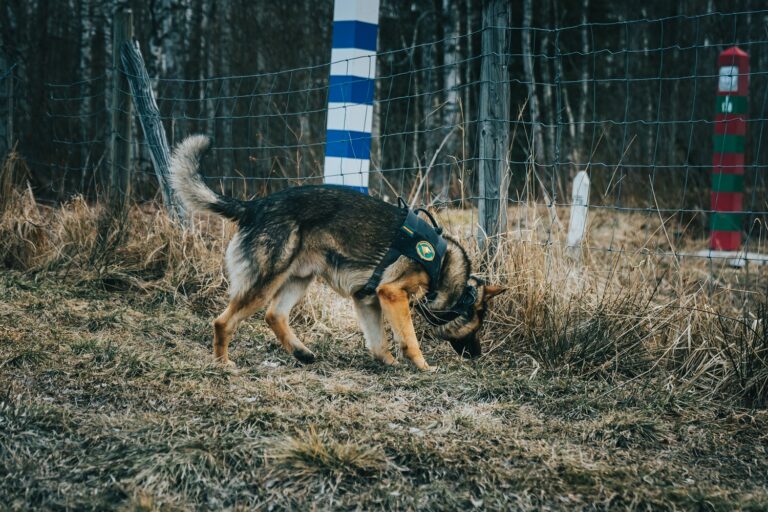 Finnish_border_guard_dog