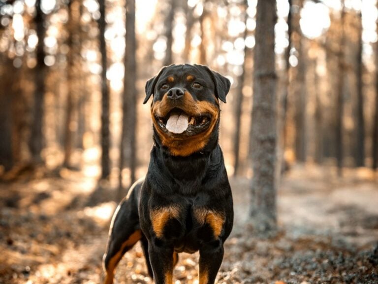 Sulo, rottweiler_rajattu