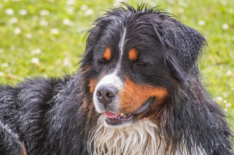 bernese-mountain-dog-3738691_1920