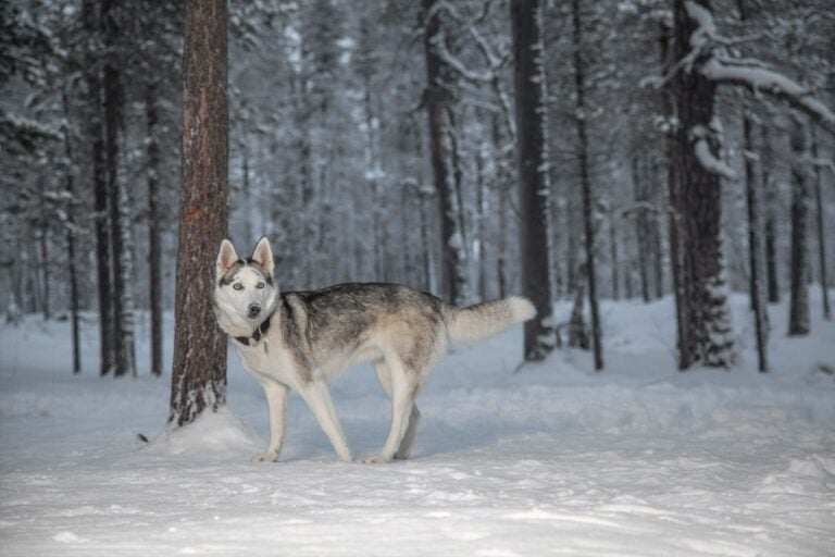 JOULUJUTTU Miten voivat Lapin koiratarhojen vetokoirat korona-aikana, kun matkailubisnes on ongelmissa?