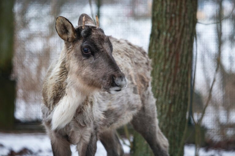 Photo: Annika Sorjonen (2022)Korkeasaari ZooHelsinki, Finland