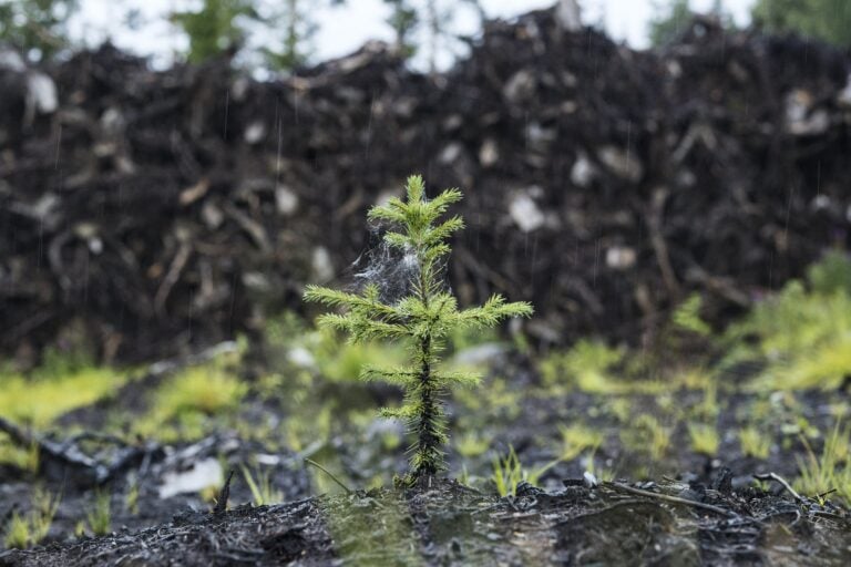 Hakkuita Kanta-Hämeessä