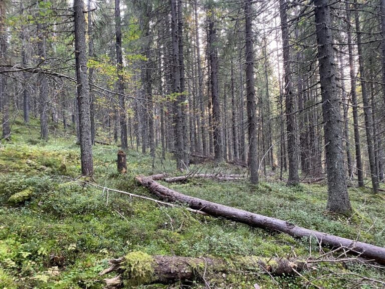 Miksi UPM Kymmene ja Tornator aikoivat hakata metsää, jota ne ovat luvanneet suojella?