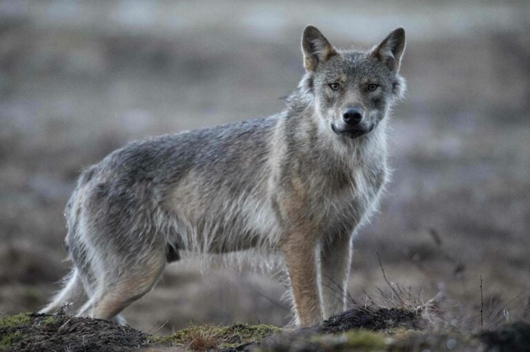 FILES - FINLAND - NATURE - WILDLIFE