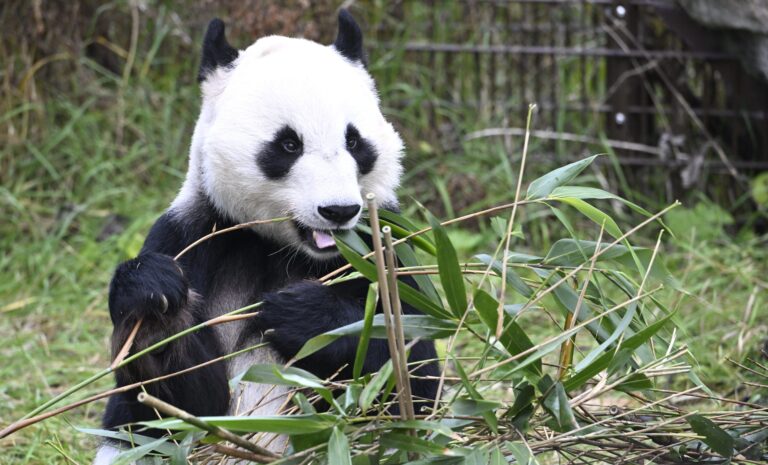 Pandat Ähtärin eläinpuistossa